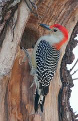 Red-bellied Woodpecker