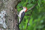 Red-bellied Woodpecker