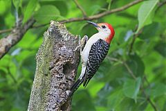 Red-bellied Woodpecker