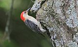 Red-bellied Woodpecker