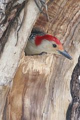 Red-bellied Woodpecker