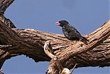 Red-billed Buffalo-Weaverborder=