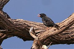 Red-billed Buffalo-Weaver