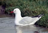 Silver Gull