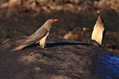 Red-billed Oxpecker