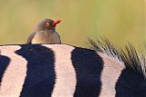 Red-billed Oxpecker