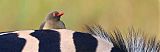 Red-billed Oxpecker