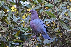 Red-billed Pigeon