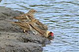 Red-billed Queleaborder=