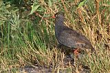 Red-billed Spurfowlborder=