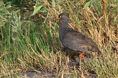 Red-billed Spurfowl