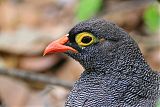 Red-billed Spurfowlborder=