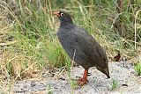 Red-billed Spurfowlborder=
