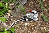 Red-billed Tropicbird