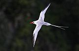 Red-billed Tropicbird