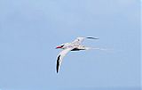 Red-billed Tropicbirdborder=