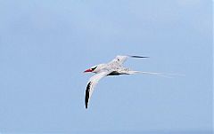 Red-billed Tropicbird