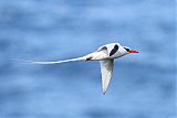 Red-billed Tropicbirdborder=