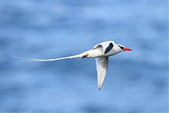 Red-billed Tropicbird