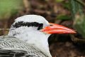 Red-billed Tropicbird