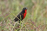 Red-breasted Meadowlark