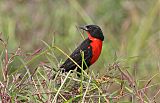 Red-breasted Meadowlark