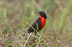 Red-breasted Meadowlark