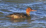 Red-breasted Merganser