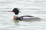 Red-breasted Merganser