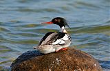 Red-breasted Merganser