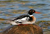 Red-breasted Merganser