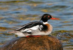 Red-breasted Merganser