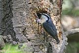 Red-breasted Nuthatchborder=