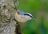 Red-breasted Nuthatchborder=