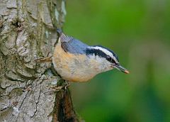 Red-breasted Nuthatch