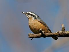 Red-breasted Nuthatch