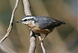 Red-breasted Nuthatchborder=