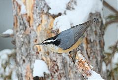 Red-breasted Nuthatch