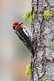 Red-breasted Sapsucker