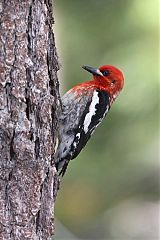 Red-breasted Sapsucker