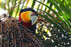 Red-breasted Toucan