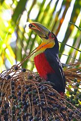 Red-breasted Toucan