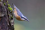 Red-breasted Nuthatchborder=