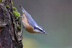 Red-breasted Nuthatch