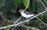 Red-capped Cardinalborder=