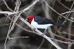 Red-capped Cardinal