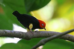 Red-capped Manakin