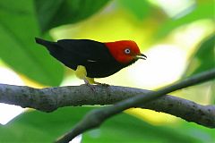 Red-capped Manakin