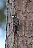 Red-cockaded Woodpecker