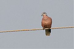 Red Collared-Dove
